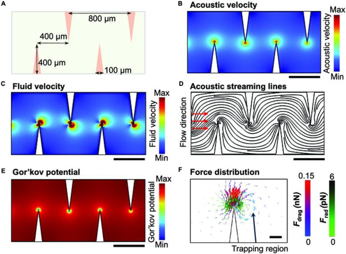 Mechanism of particle concentration at the tips of sharp-edge microstructures of the acoustofluidic device