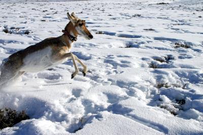 Pronghorn