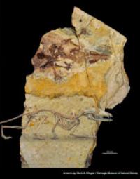 Photographs of the Fossil and Restored Skeleton of Juramaia
