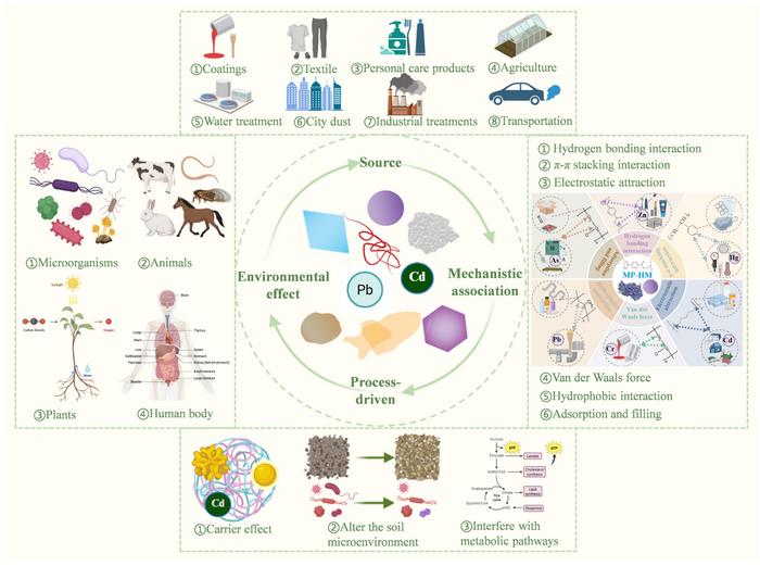 The interplay between microplastics and heavy metals in soil: altered risks and differential responses