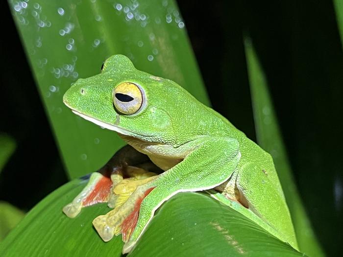 Malabar gliding frog - 2.2 MB