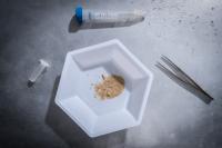 Crushed Dentine from a Woolly Mammoth for DNA Extraction