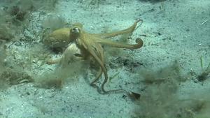 Wild Octopus Arms in Action