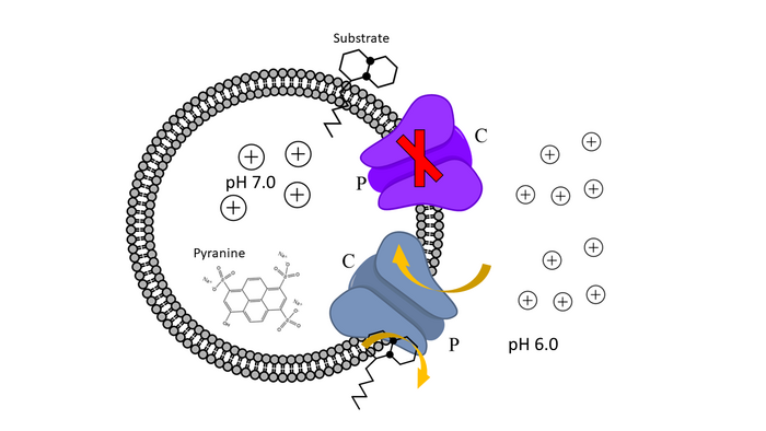 Proteoliposome scheme