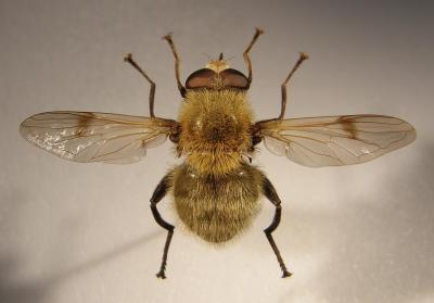 Arctophila superbiens