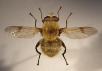 Arctophila superbiens