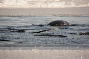 Narwhals, Greenland