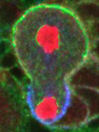 Stem Cell Division
