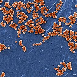 MRSA Bacteria