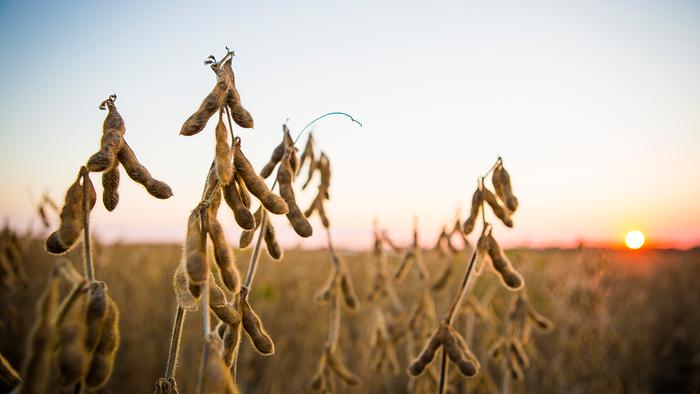 soybeans