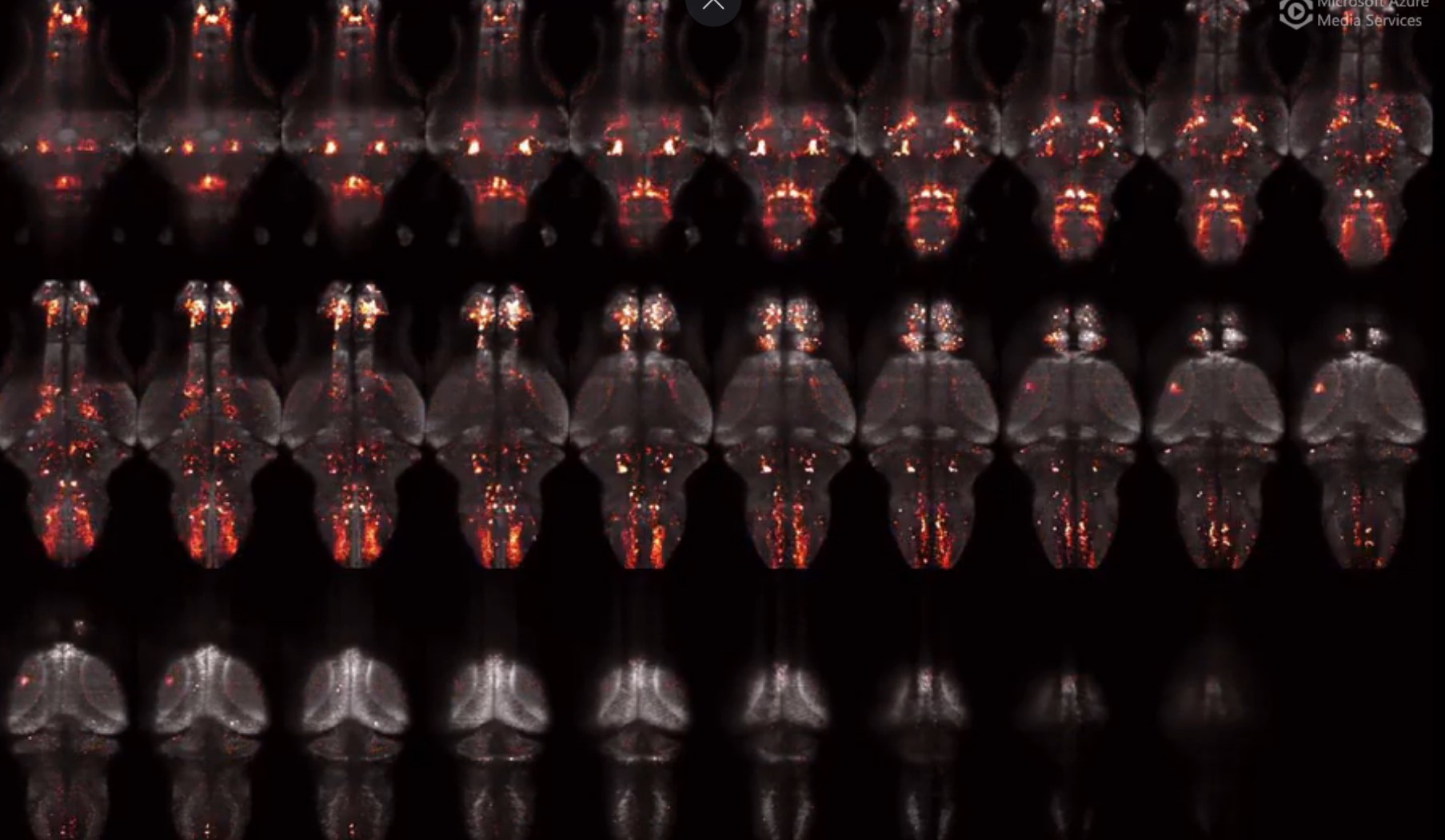 Zebrafish whole-brain imaging