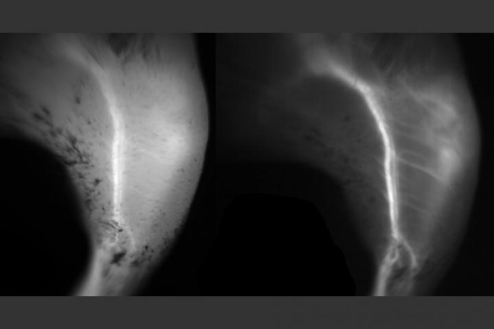 Fluorescent Dye Could Enable Sharper Biological Imaging