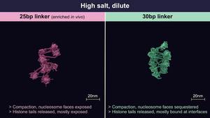 Chromatin Condensates: Nucleosomes and Linker DNA (movie)