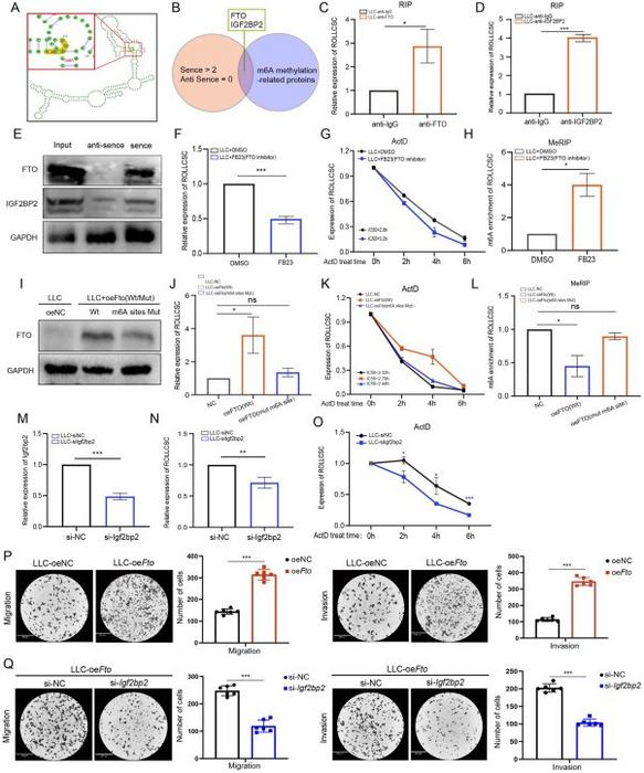 FTO-mediates m6A modification enhances ROLLCSC stability.