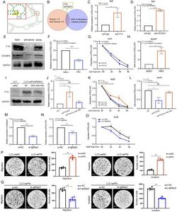 FTO-mediates m6A modification enhances ROLLCSC stability.