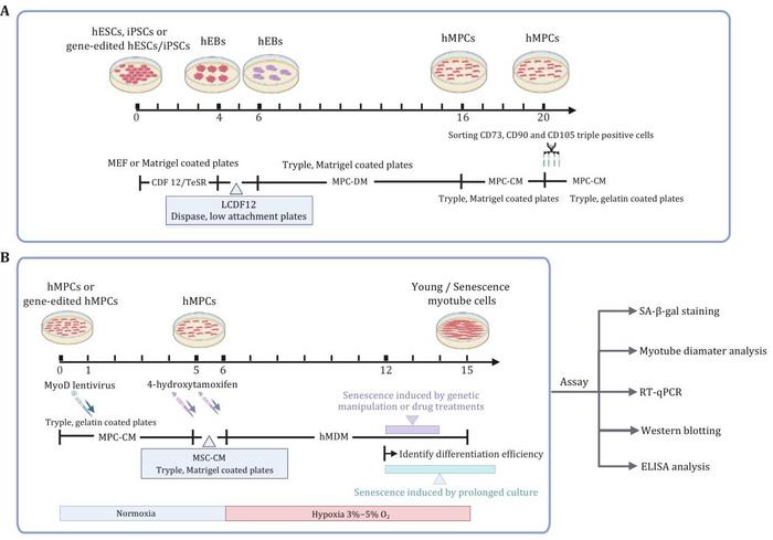 Workflow for human myotube differentiation and its application in aging study