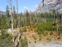 Ecology - Thinning forests