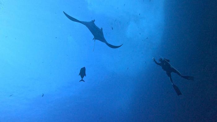 Manta ray close to diver