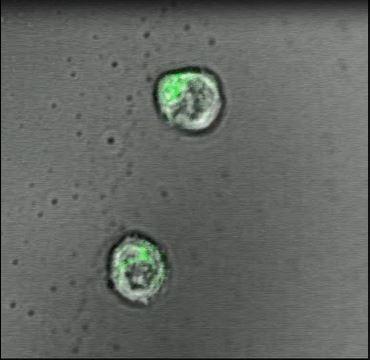 T-Cell