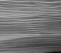 <i>Ursinia speciosa</i>: Microscopic Petal 'Striations'