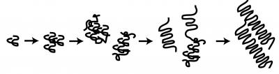 A Model of Huntingtin Aggregation