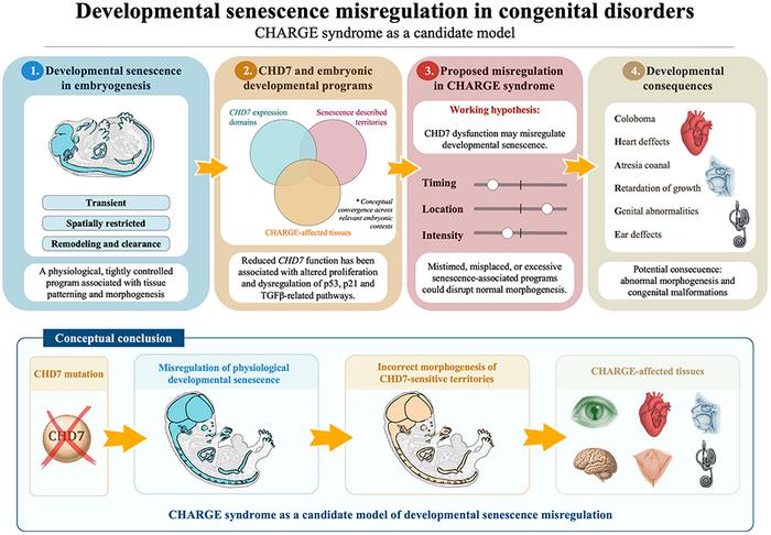 Developmental senescence misregulation in congenital disorders: CHARGE syndrome as a candidate model