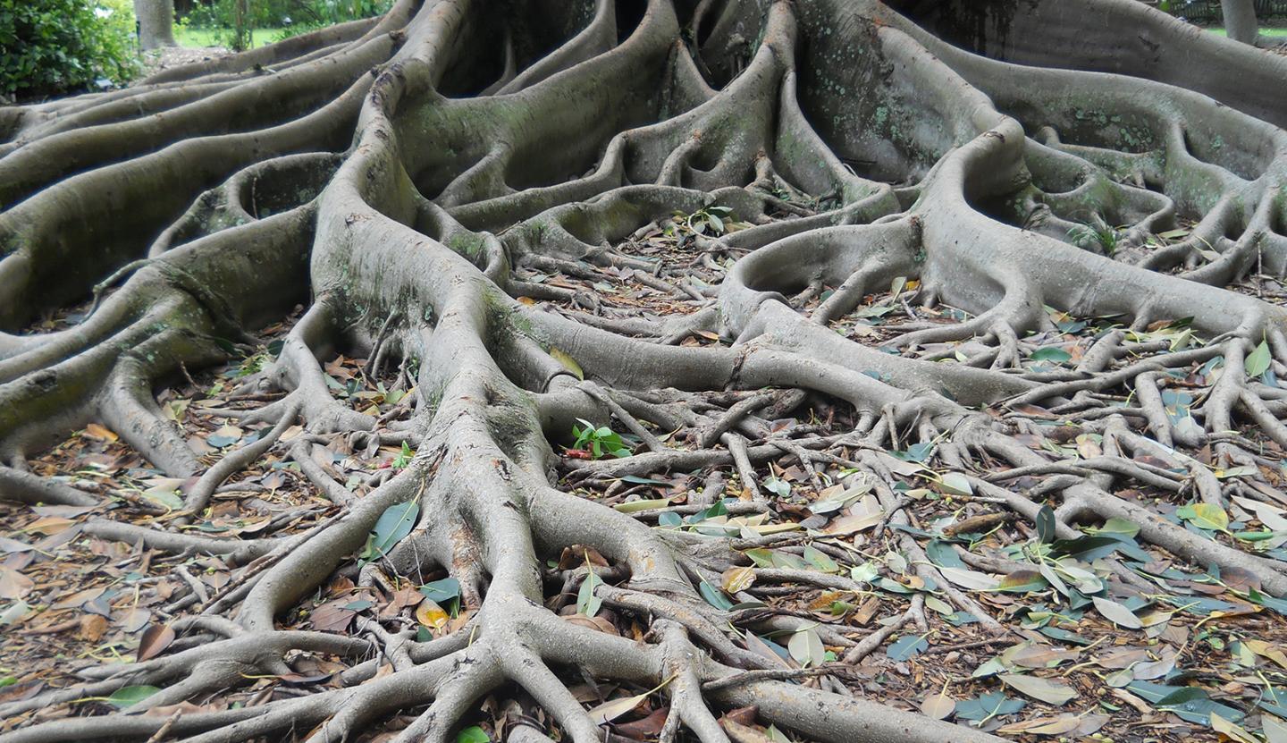 <i>Ficus aurea</i>