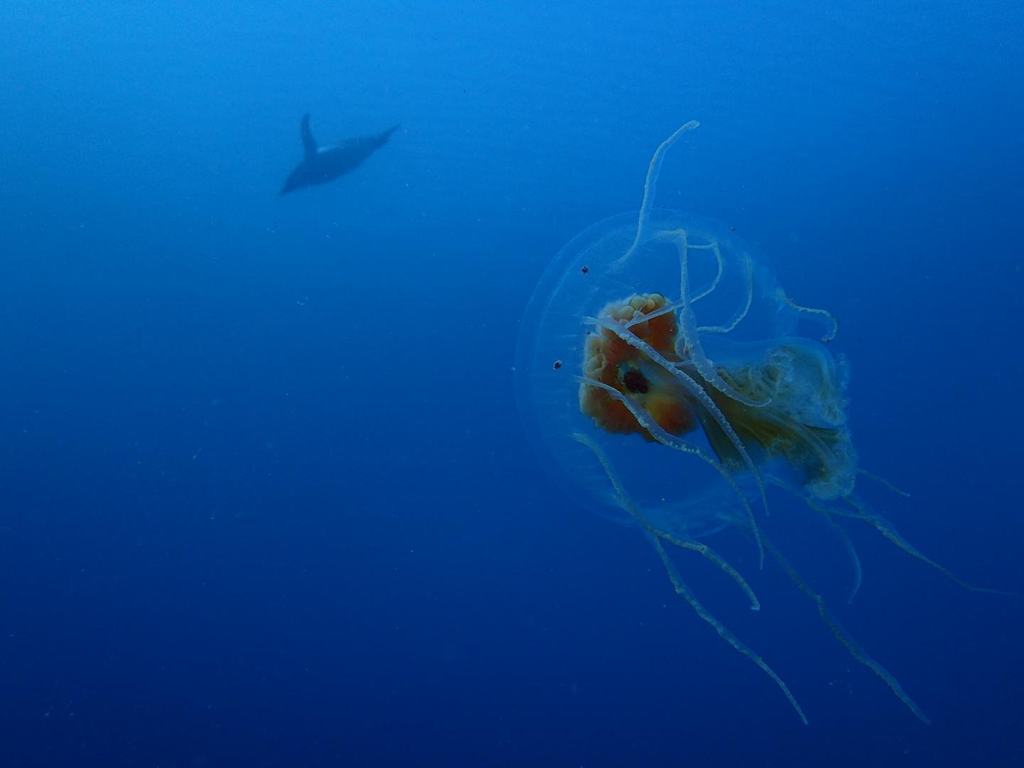Jellyfish and Penguin
