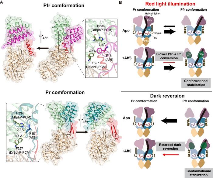 Researchers Reveal Molecular Basis of Photo-State Recognition in MagRed System