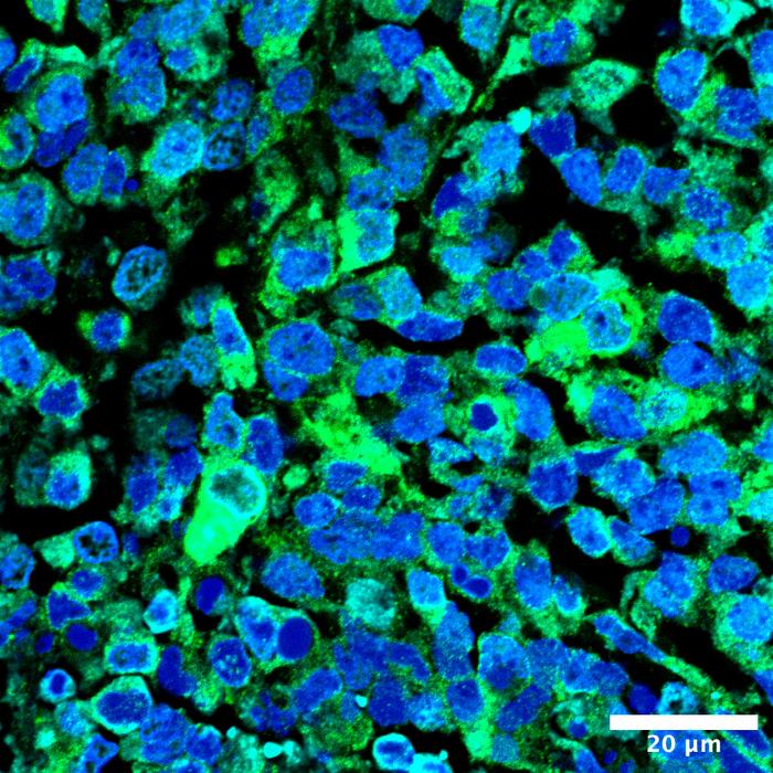 microscopy slide
