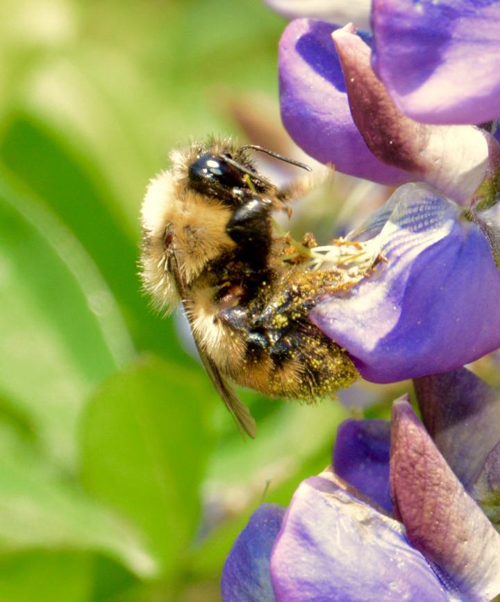 Climate Change: Compressing the Bumblebee Home Range (1 of 18)