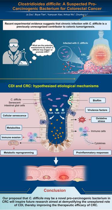 Hypothesized Mechanisms by Which Chronic Clostridioides difficile Infection May Promote Colorectal Tumorigenesis