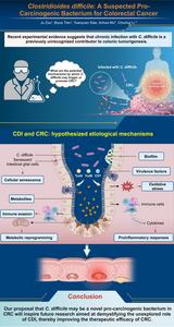Hypothesized Mechanisms by Which Chronic Clostridioides difficile Infection May Promote Colorectal Tumorigenesis