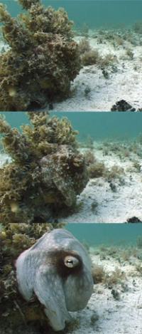 Camouflaged Octopus