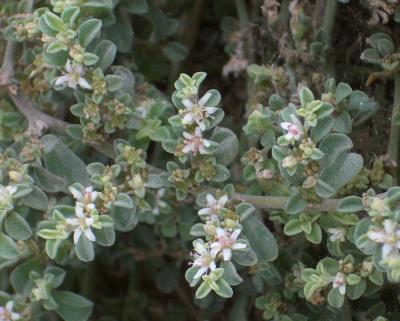 Detail of the Invasive Plant from South Africa