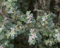 Detail of the Invasive Plant from South Africa