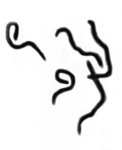 Group of Spirochetes