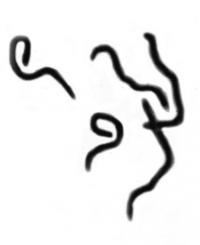 Group of Spirochetes