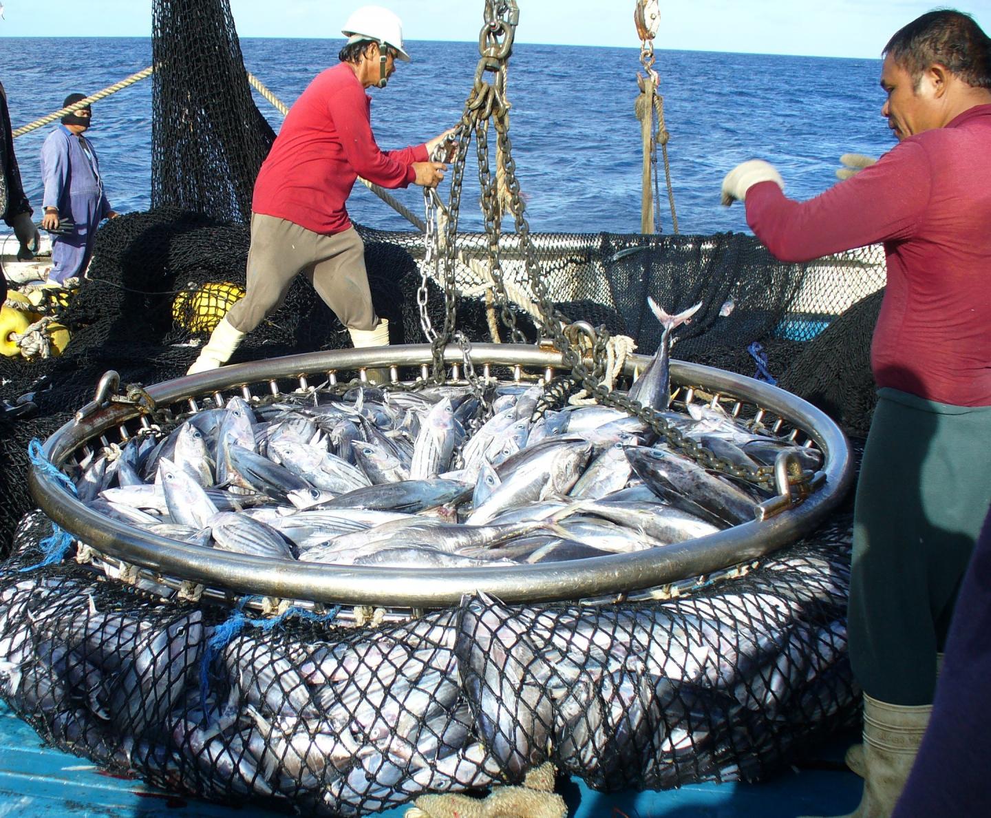 A Tuna Catch