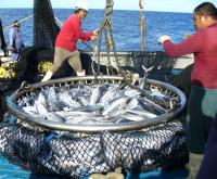 A Tuna Catch