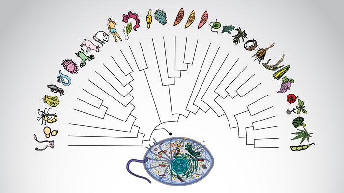 LECA tree (simplified)