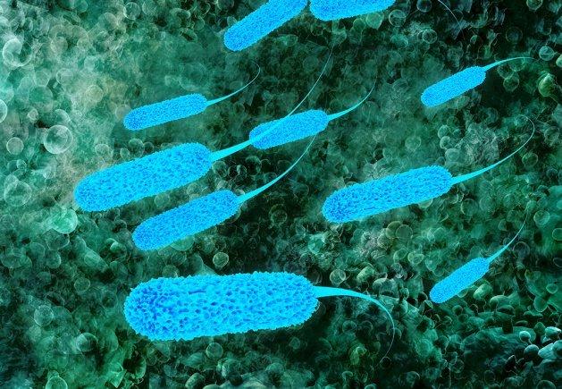<i>E. coli</i> Bacterium