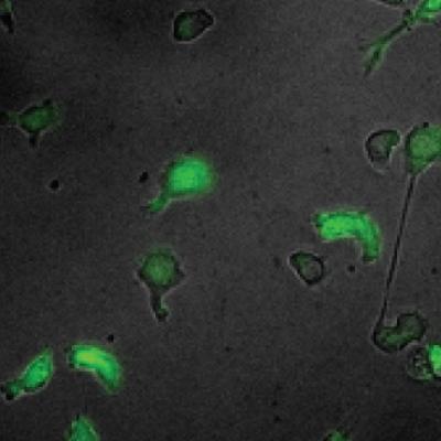 A Secret to Making Macrophages (2 of 2)