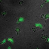 A Secret to Making Macrophages (2 of 2)