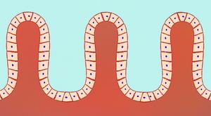 Intestinal surface cells