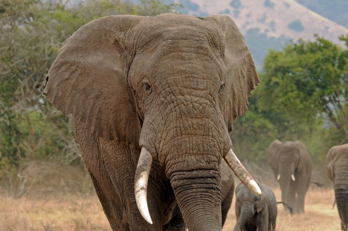 Elephants in Rwanda