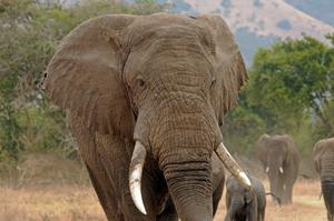 Elephants in Rwanda