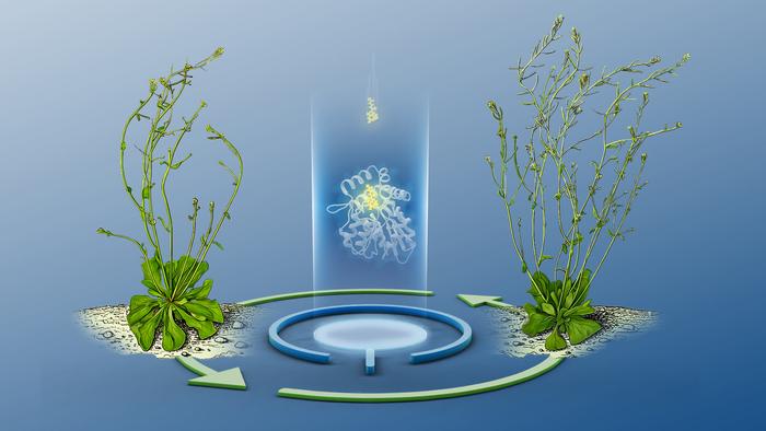 Hidden flexibility in plant communication revealed