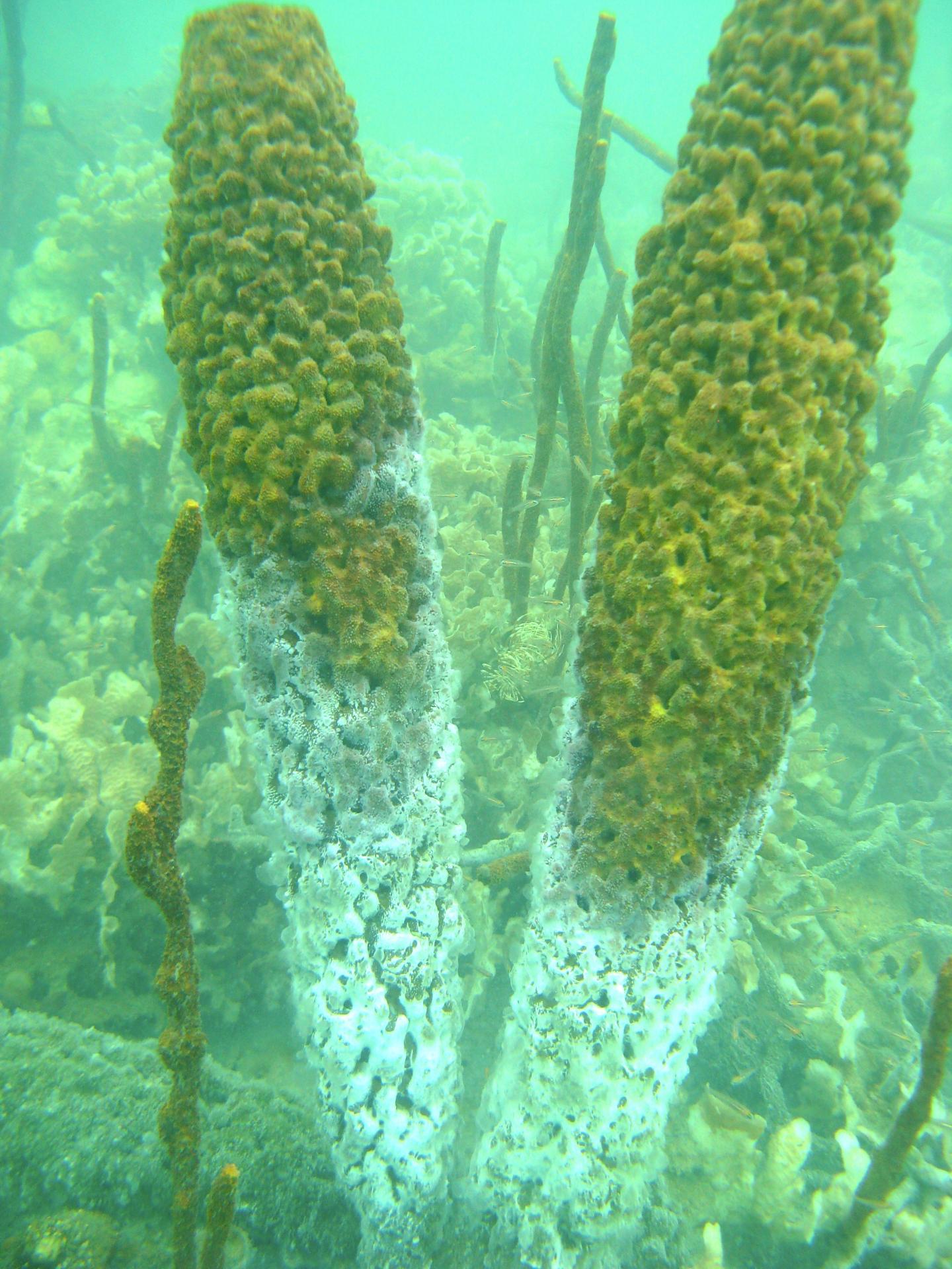 Dying Sponges