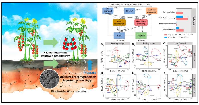 Synergistic biochar‑Bacillus consortium enhances phosphorus availability, root architecture, and inflorescence development in greenhouse cherry tomato